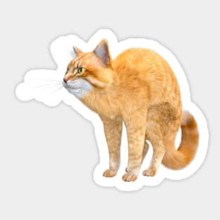 Big ginger cat of the Siberian breed. Sticker